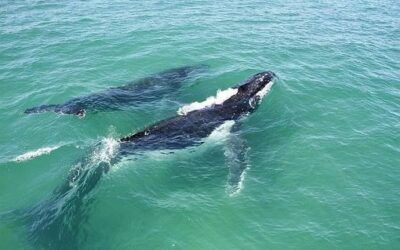 Comment engendrer une énergie vibratoire saine ? – Message des Baleines
