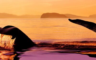 Plus il y a d&rsquo;Êtres Conscients, Plus il y a de l’Espoir ! – Message des Baleines