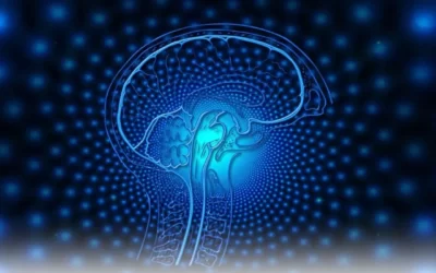 Une fine membrane en lien avec les 12 étoiles de marie, entoure le cerveau