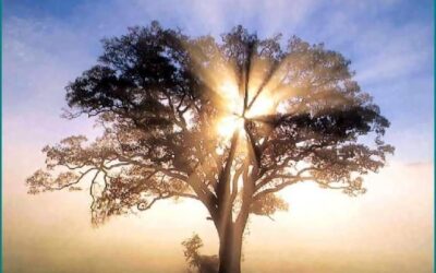 Comment cultiver plus de CLARTÉ ? Prérequis pour celui qui avance sur son chemin de Lumière !