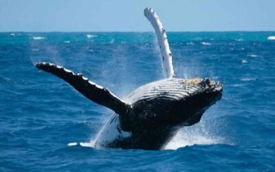 Baleines de Sirius B : Envie de joie de paix