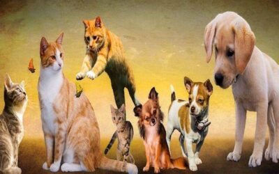 Lorsque votre animal de compagnie vous quitte, il ne s’en va pas totalement