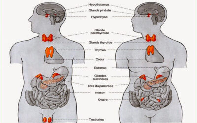 Système endocrinien