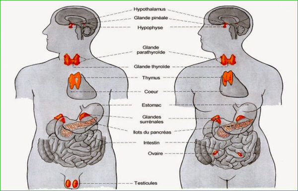 Système endocrinien