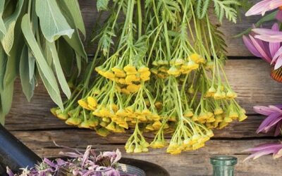 Découvrez 4 herbes de protection contre les énergies négatives !