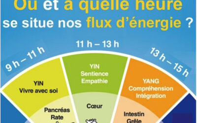 Le rythme biologique des organes et leur influence émotionnelle
