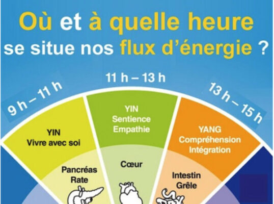 Le rythme biologique des organes et leur influence émotionnelle