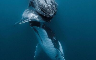 Nous parcourons les océans de la planète puisque nous en sommes les Gardiennes…- Message des Baleines