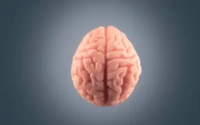 Comment l&rsquo;asymétrie cérébrale influence-t-elle les processus psychologiques ?