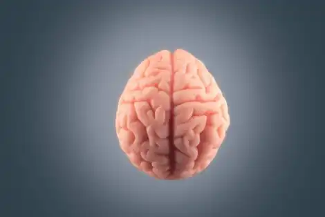 Comment l&rsquo;asymétrie cérébrale influence-t-elle les processus psychologiques ?