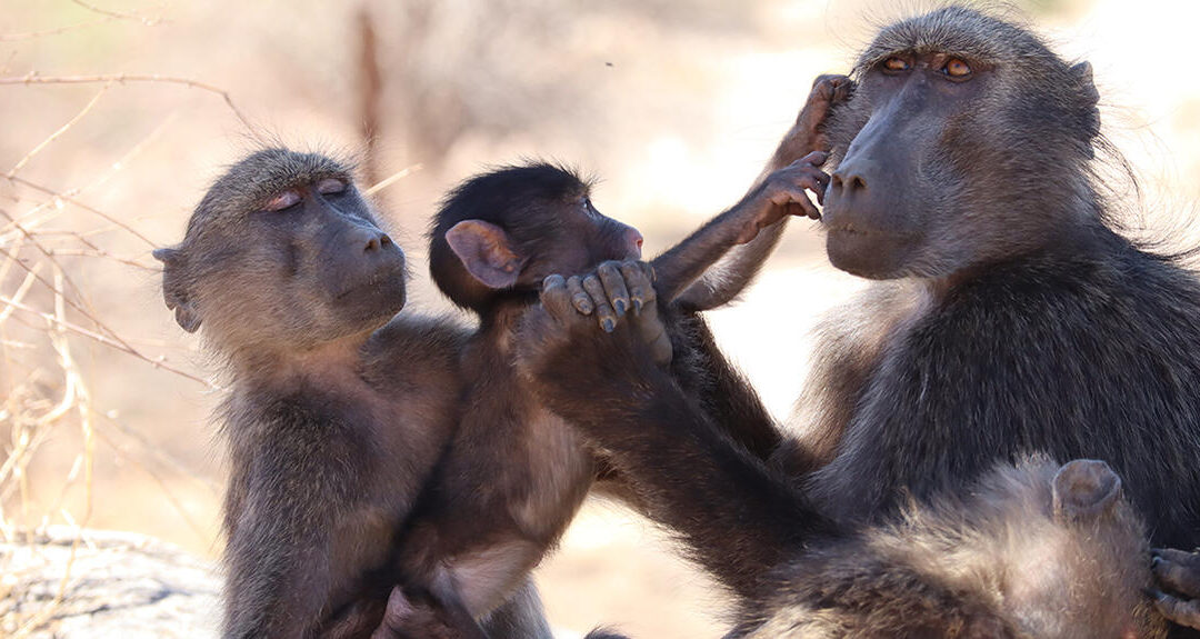 Les animaux, des êtres sensibles