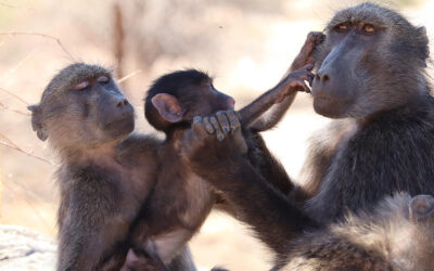 Les animaux, des êtres sensibles