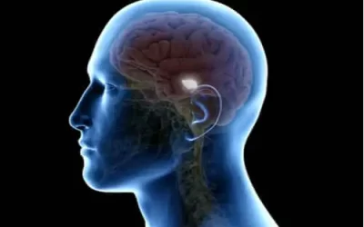 Substance noire: épicentre du mouvement et du sommeil