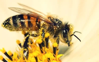 Les abeilles aussi connaissent les mathématiques
