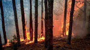 Non, les feux de forêt canadiens n’ont pas émis autant de carbone que les humains en 100 ans