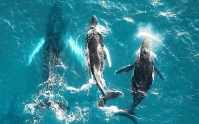 Nouvelle façon de fonctionner du Nouvel Humain Éveillé – Message des Baleines