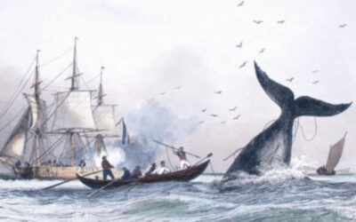 Que disent les Baleines face à leurs chasseurs ?
