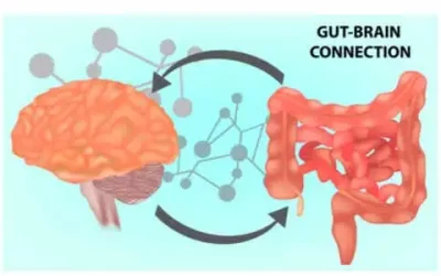 Le microbiote intestinal : la clé de la santé mentale