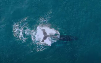 12 premiers jours de l&rsquo;année * méditation 1er janvier 2024 * Recevez les souffles des Baleines !!