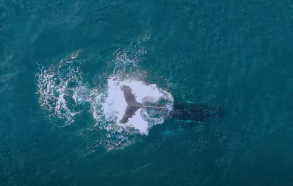 12 premiers jours de l&rsquo;année * méditation 1er janvier 2024 * Recevez les souffles des Baleines !!