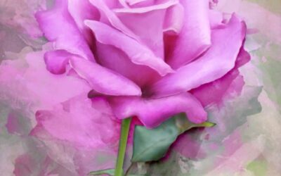 Janvier et l&rsquo;année de la rose