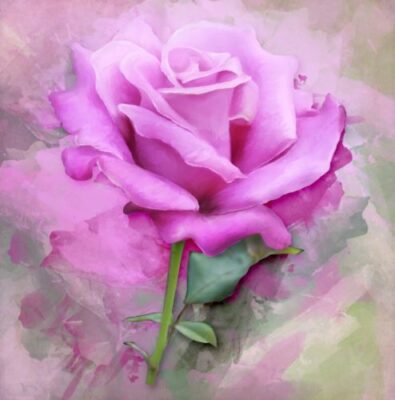 Janvier et l&rsquo;année de la rose
