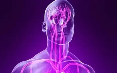 Le système nerveux parasympathique : caractéristiques et fonctions