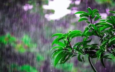 Bruno Gröning I La pluie qui tombe, tombe sur tout le monde