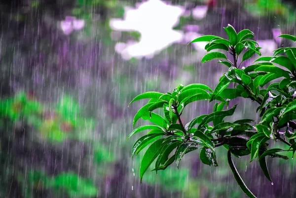 Bruno Gröning I La pluie qui tombe, tombe sur tout le monde