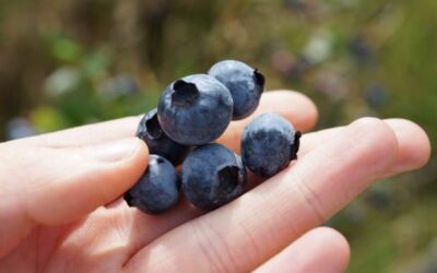 Myrtille : le mystère de leur couleur bleue dévoilé